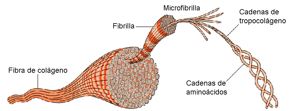 microfibras de colageno
